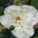 rose "Petticoat"