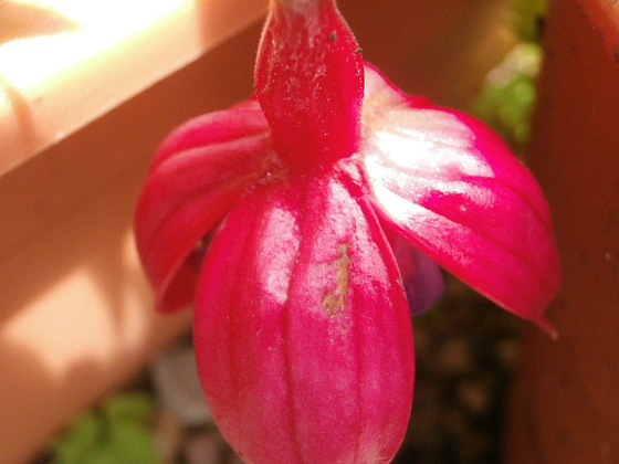 One of the new fuschias opening up