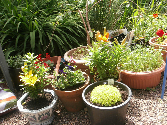 Some of the many pots on my driveway