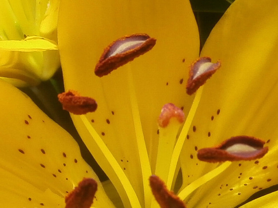 Funny looking stamens with the pollen on