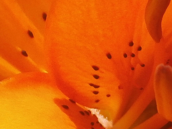 Gorgeous bright orange lily