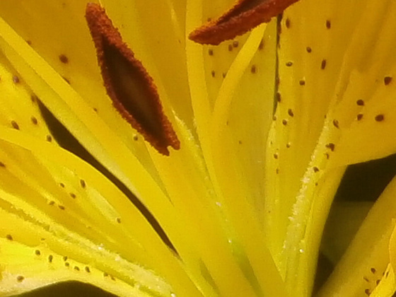 Macro of the stamens of the lily