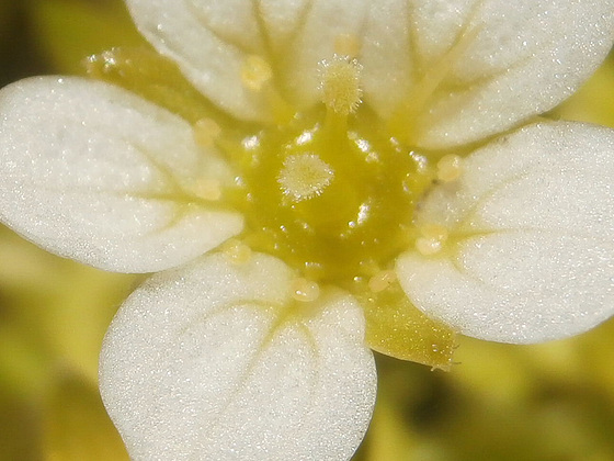 Another view of the small flowers on the saxifrage