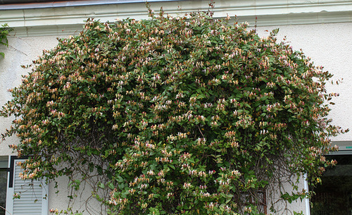 Lonicera japonica Lonicera japonica