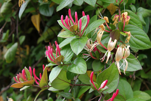 Lonicera japonica Lonicera japonica