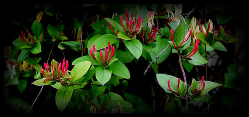 Lonicera japonica Lonicera japonica
