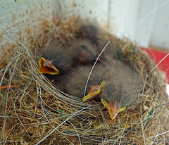 Four more baby Eastern Phoebe's !