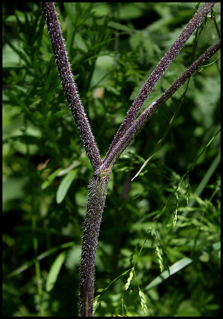 Chaerophyllum temulum (5)