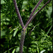 Chaerophyllum temulum (5)