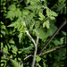 Chaerophyllum temulum (6)