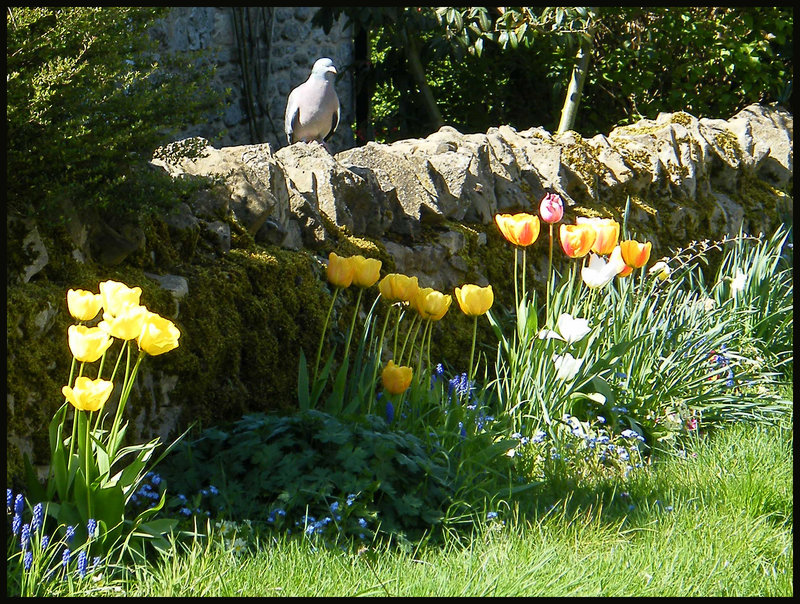 tulips by a stone wall