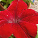 Gorgeous red petunia