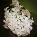 lilacs are blooming!