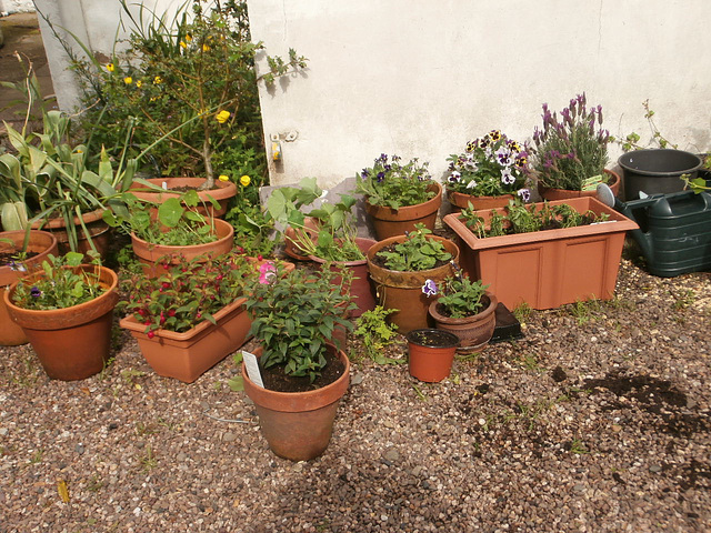 Some new pots all gathering together