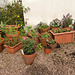 Some new pots all gathering together