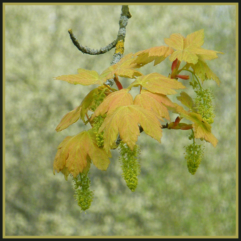 sycamore catkins