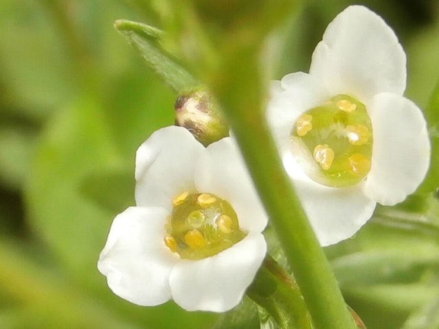 Tiny flowers on one of the new seeds