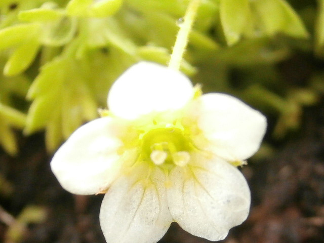 Lovely flowers on the saxifrage