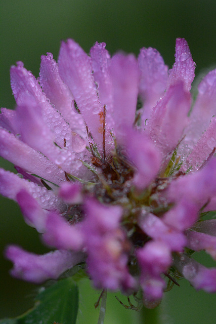 Dew on the clover