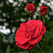 Rose in the vineyard / Rose am Weinberg / Rose dans le vignoble /