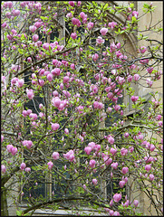 magnolia pink