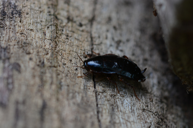 A wood roach