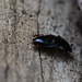 A wood roach