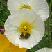 Bee in poppy