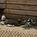 Le Jardin des Poules-Le coin des poules (3)