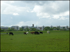 cows on the block