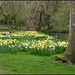 daffies by the Cherwell