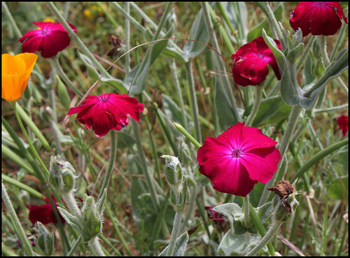 Lychnis coronaria Lychnis coronaria
