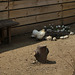 Le Jardin des Poules-Le coin des poules (4)