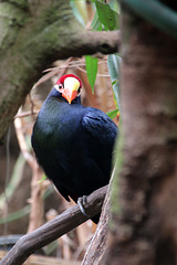 Violet Turaco (Explored)