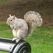 Definitely, the squirrels of Hyde Park aren't timid