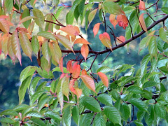 Leaves  Turning Red