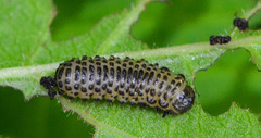 Larva of leaf beetle Chrysolemidae