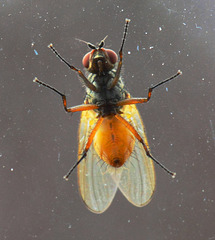 Fly on the window