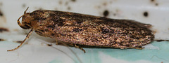 Brown House Moth. Hoffmanphila pseudosprettela