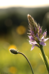 Orchid And Ribwort