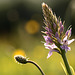 Orchid And Ribwort