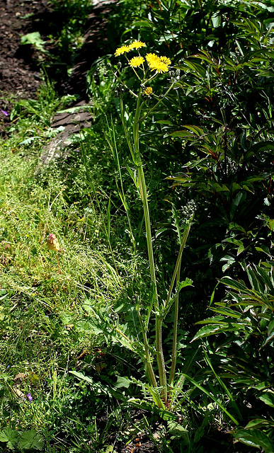 Crepis taraxiciflolia