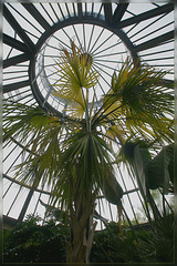 palmenkas