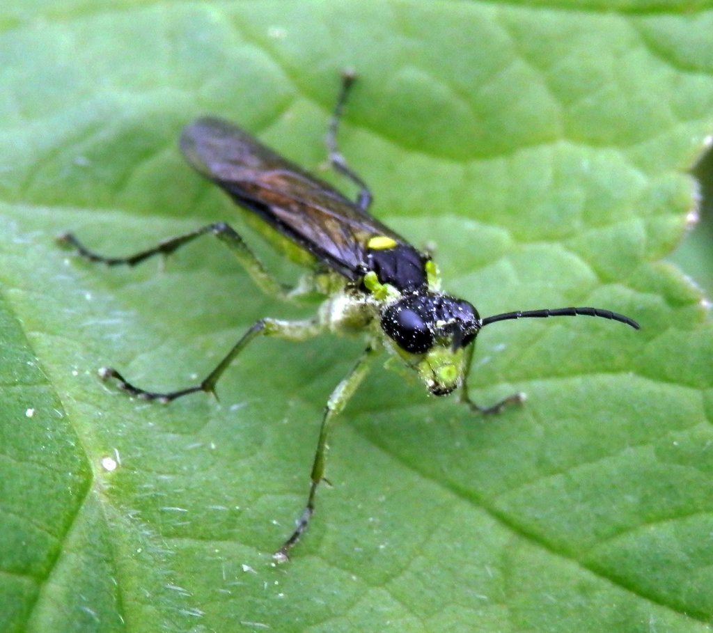 Green Sawfly Rhogogaster Viridis