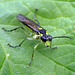 Green Sawfly Rhogogaster Viridis