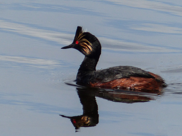 Eared Grebe