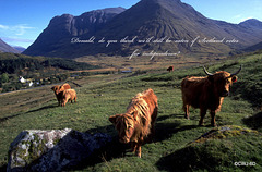 Highland Cattle in countdown to the referendum