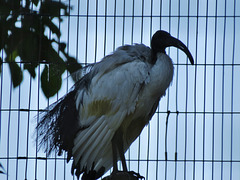 egyptian ibis, regent's canal, london