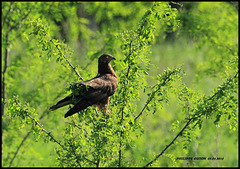 BUSE VARIABLE