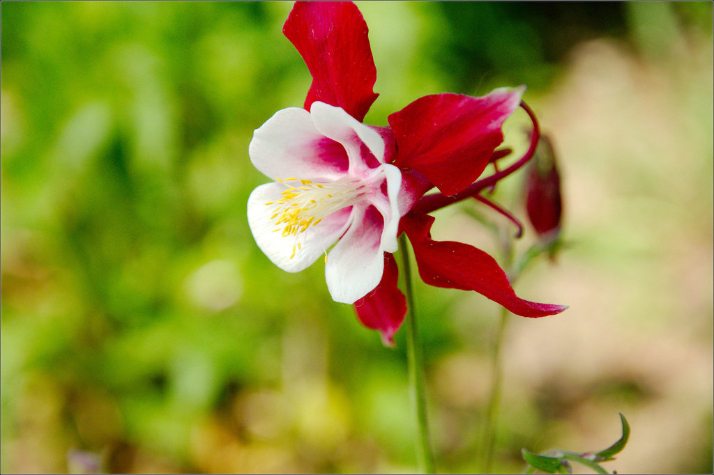 I'm more or less convinced Columbine are poorly-disguised space aliens.
